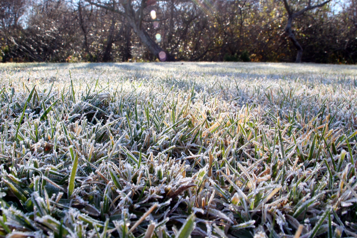 Подготовка почвы и газона к зиме: советы для успешного зимнего сезона — ЛЕНПОКОС