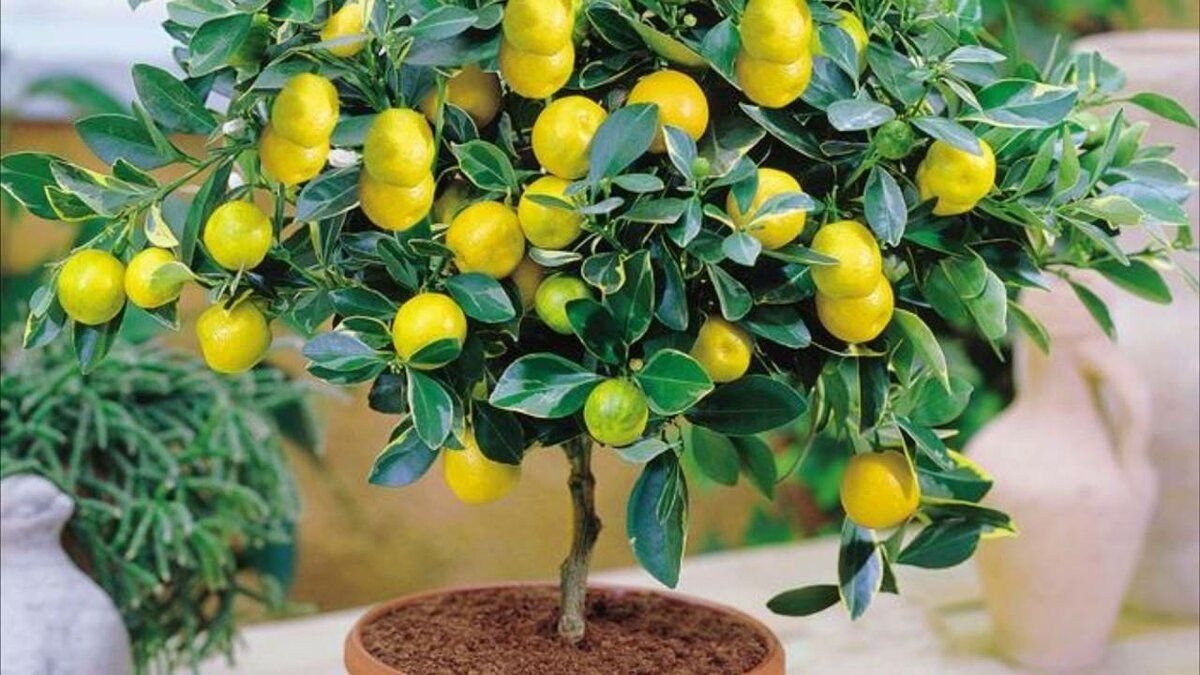 Выращивание лимона в домашних условиях — ЛЕНПОКОС